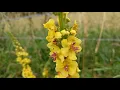 Download Lagu Dark Mullein's Visual Poetry in the Cotswolds: No Words Needed, Just Energetic Music