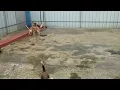Beagle farm
