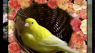 فيروز حبيتك تنسيت النوم دندنها