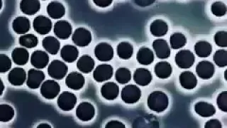 خلية دم بيضاء تتفحص خلايا الدم الحمراء وتتأكد من عدم وجود أجسام دخيلة  خلية دم بيضاء تتفحص خلايا الدم الحمراء وتتأكد من عدم وجود أجسام دخيلة