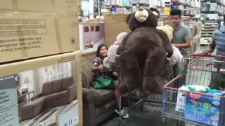 Bears at Costco
