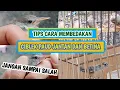 Download Lagu Ciblek kristal jantan dan ciblek kristal betina.Cara membedakan ciblek jantan dan betina.