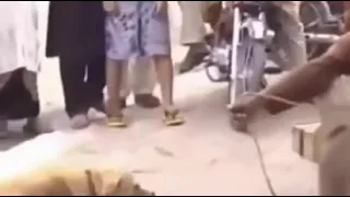 الحيوانات تبقي اوفي من بني ادمين بتسحب الاشتراك من القنوات الثانيه وما عندهاش لا صدق ولا امانه حسب 