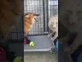 Download Lagu Look at these foxes argue! Such cute fox sounds. 🥺