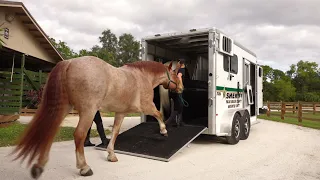 A visit to the PBSO Mounted and Therapy Dogs Unit