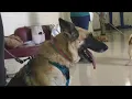 Macon program trains therapy dogs