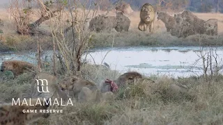 Lions and 20 Hyenas Fight Over Zebra Kill (Unexpected Ending)