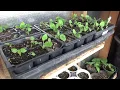 Aphid Control - Simple Organic Pesticide Recipe