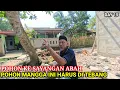 Download Lagu HARUS DI POTONG HABIS POHON MANGGA KE SAYANGNYA ABAH❗❗