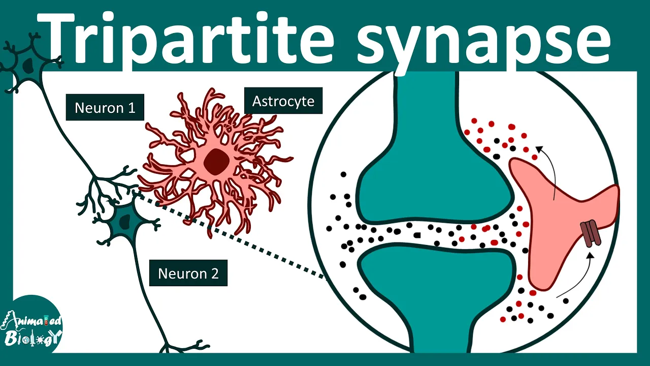 Tripartite synapse | Role of astrocytes | gliotransmitters | Neurology | USMLE step 1