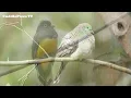 Birdsong with Gentle Rain & Soft Piano – 100% Anti-Stress Therapy for Mind, Body & Soul 🍃💖| 4K video