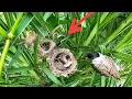 Download Lagu Để 2 Tổ Chim Gần Nhau Xem Phản Ứng Chim Mẹ Và Cái Kết Cả 2 Chim Mẹ Đều Mớm Mồi Cho Con
