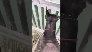 #fyp #dream #doberman #pets #wildlife