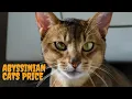 How much do Abyssinian cats cost