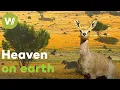 South Africa's breathtaking flora and fauna: from the Kalahari Desert to the Karoo Rockies
