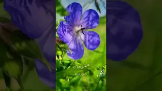 يا رفيقة الفردوس حبك ديني حالات واتس ستوريات انتسا تيك توك 