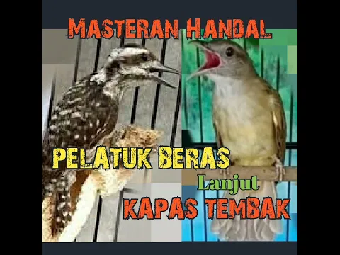 Download MP3 brem beset !!!Pelatuk BERAS lanjut kapas tembak,masteran paling viral saat ini!!@DEWAELECTONE