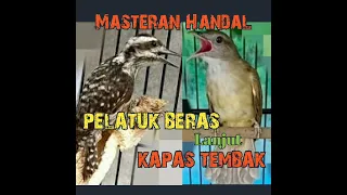 Download brem beset !!!Pelatuk BERAS lanjut kapas tembak,masteran paling viral saat ini!!@DEWAELECTONE MP3