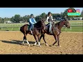 Sovereignty Returns to Training After Whitney Golden Tempo Others Prepare for 2026 Travers Stakes
