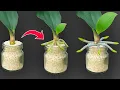 Download Lagu 🌸Just Need Rice! Orchid leaves immediately grow roots and bloom all year round