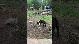 kennel update americanbully kennel youtubeshorts doglover dog