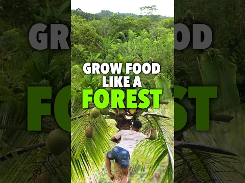 How a Food Forest Creates Multiple Sources of Income