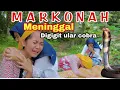 Download Lagu 🔴 MARKONAH MENINGGAL DIGIGIT ULAR COBRA ⁉️ FILM PENDEK SEDIH - BALQIS MADU EPISODE 139