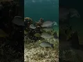 Snorkel Thomas More Travel