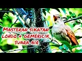 Download Lagu Masteran sikatan londo +gemericik suara air.#masteransikatanlondo#kicaumantap