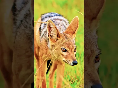 ¡Chacales vs Topi! #chacales #vs #topi #animalessalvajes