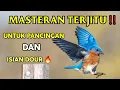 Download Lagu MASTERAN BURUNG TERBARU 2022 Sangat jitu untuk MEMASTER BURUNG KICAU AN  🏆🏆🏆🥇🥇🥇