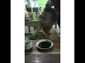 Download Lagu Kopi susu rokok'e surya.....,,............