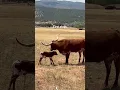 Brand New Baby Heifer Taking Her First Steps