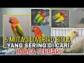 Download Lagu 5 Jenis Lovebird Biola Yang Banyak di Cari dan Harga Lovebird terbaru 2022