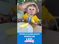 Download Lagu Lily and dad had a chill coffee date together #shorts #short #monkey