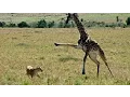 Download Giraffe kills lion Giraffe attacks lion pride and kicks one of them to death mp4 3gp mp3 videos - waplic