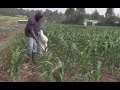 Applying fertilizer on maize How to do the correct timing