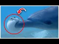 Why You Should Be AFRAID Of DOLPHINS More Than SHARKS