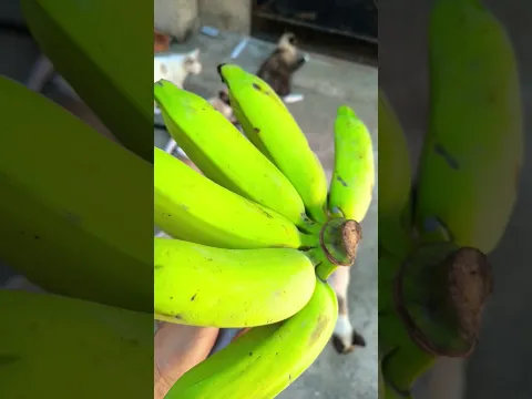 Do Cats love Bananas? π» π #cat #cats #animal #DreamTrackAI #shorts