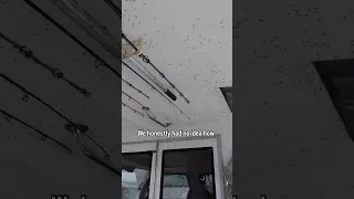 Our boat is infested. 🪰😷#BoatLife