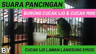 Download SUARA PANCINGAN BURUNG CUCAK IJO DAN CUCAK IJO MINI. CUCAK IJO LAWAN LANGSUNG EMOSI MP3