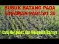 Download Lagu CARA MENGATASI BUSUK BATANG PADA TANAMAN PADI Hst 30