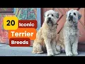 20 Iconic Terrier Breeds You Need to Know