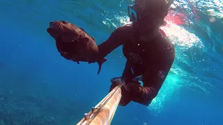 How to Spearfish with Sharks