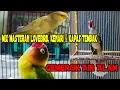 Mix Masteran Lovebird, Kenari \u0026 Kapas Tembak + Gemercik Air Alam