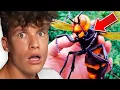 Download Lagu Die GEFÄHRLICHSTEN Insekten der WELT 🕷🪲