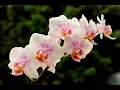 Download Lagu Als de orchideen bloeien