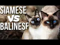 Siamese VS Balinese Know The Differences