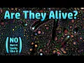 Playing With Particle Life