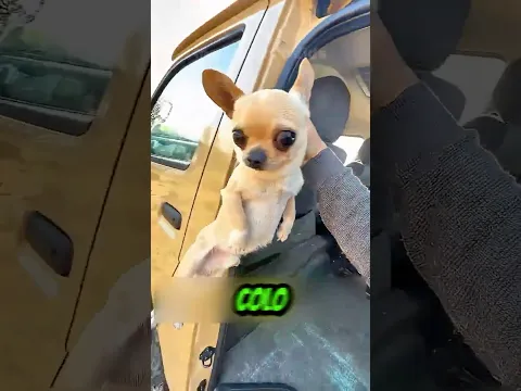O Cachorro MAIS Assustado Do Mundo! 🤯👀